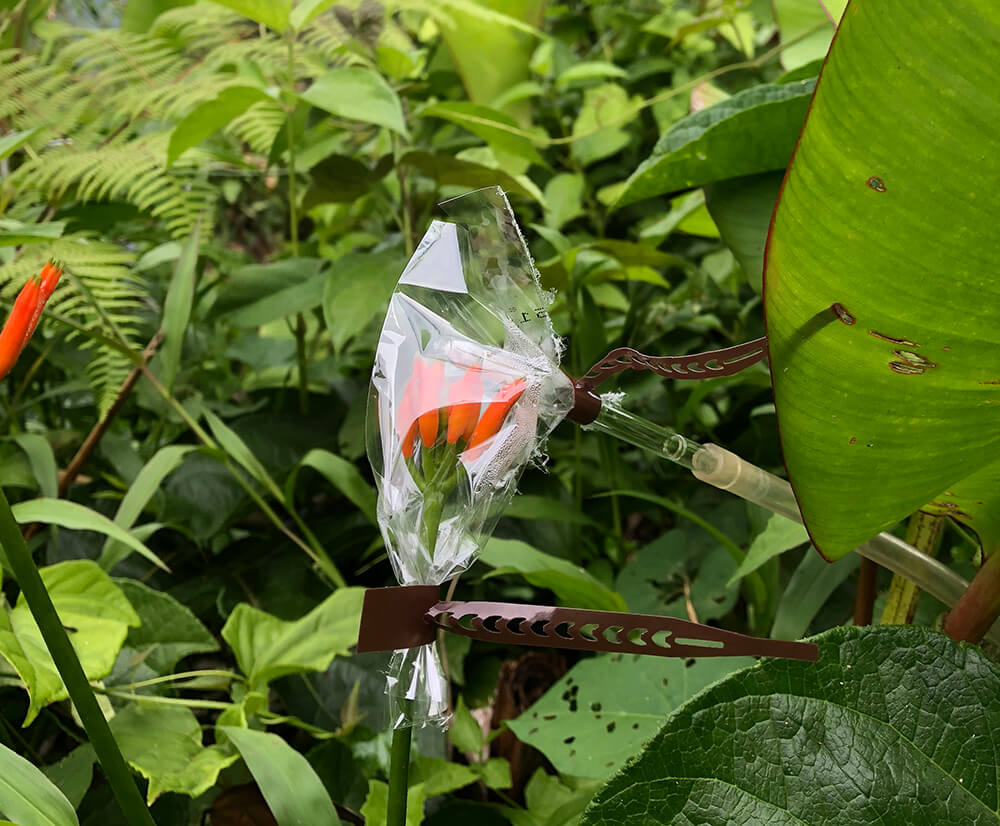 Photo of cucumber flowers in Trinidad