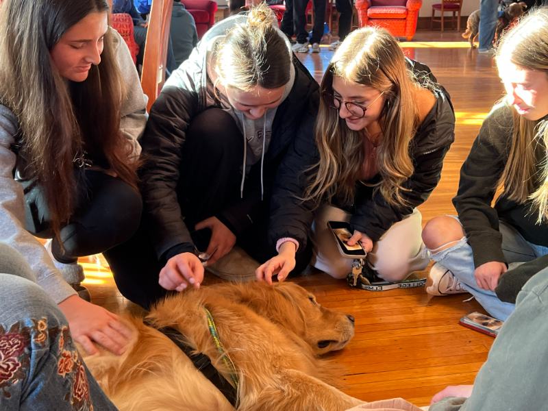 Photo of a few people petting a dog
