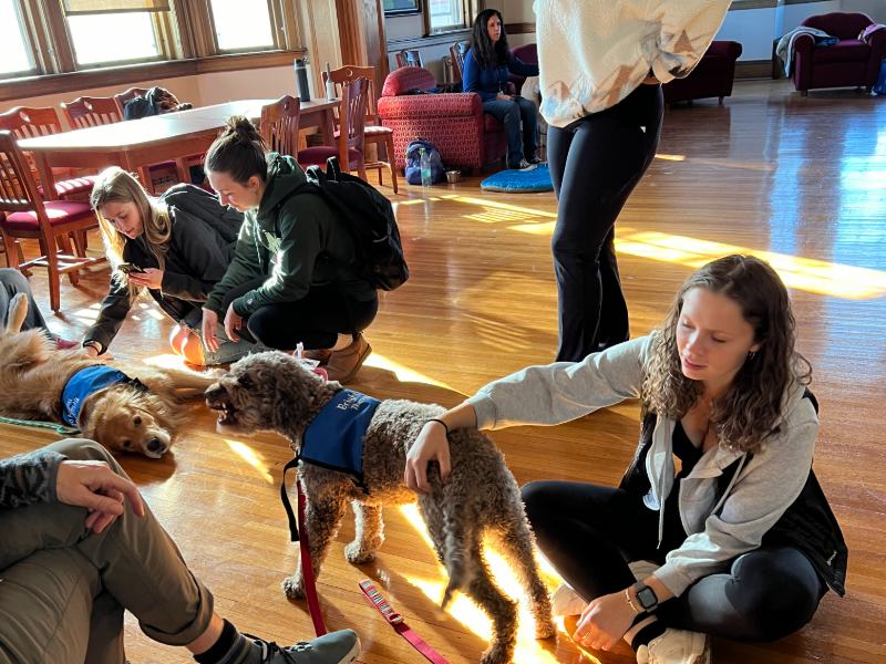 Photo of several people with dogs